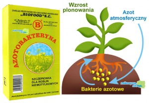 Azotobakteryna zaprawa bakteryjna dla traw, warzyw